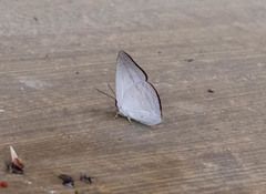 Curetis santana