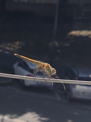 Sympetrum