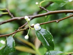 Ilex asprella