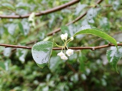 Ilex asprella