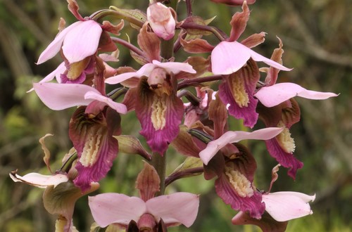 Purple Vlei Harlequin