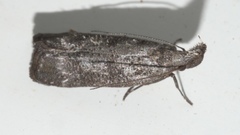 Dichomeris inversella