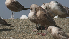 Larus glaucoides thayeri