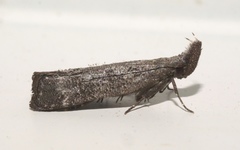 Dichomeris inversella