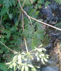 Arracacia