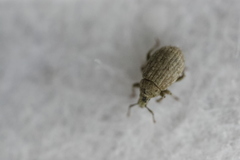 Romualdius scaber