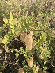 Colutea