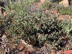 Antimima lokenbergensis