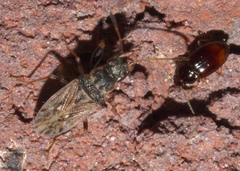 Pseudopachybrachius basalis