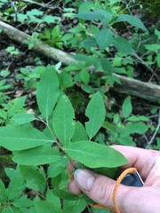 Amelanchier bartramiana