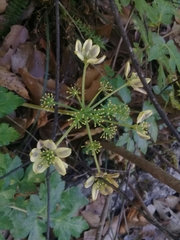 Arracacia