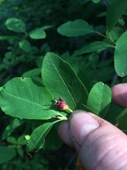 Amelanchier bartramiana