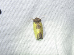 Stiria satana