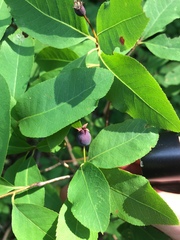 Amelanchier bartramiana