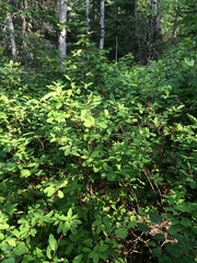 Amelanchier bartramiana