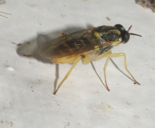 Solva pallipes photo 3