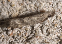 Dichomeris inversella