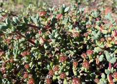 Antimima lokenbergensis