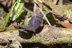 Protogoniomorpha temora