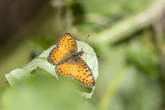 Issoria baumanni excelsior