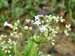 Hedyotis acutangula