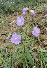 Osbeckia chinensis