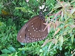 Euploea sylvester swinhoei