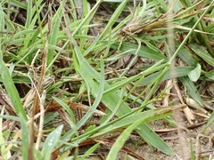 Acrida cinerea