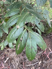 Glochidion sumatranum