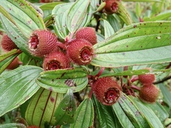 Melastoma sanguineum