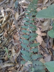 Myriopteris chipinquensis