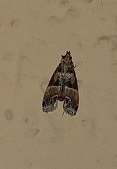 Neodavisia melusina