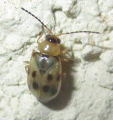 Afromaculepta ursulae