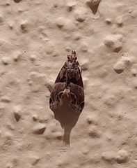 Neodavisia melusina