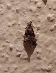 Neodavisia melusina