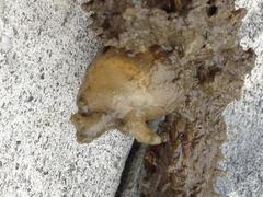 Molgula manhattensis