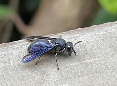 Allorhynchium chinense