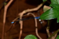 Archibasis oscillans