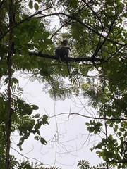 Macaca radiata