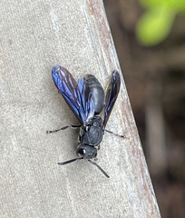 Allorhynchium chinense