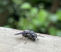 Allorhynchium chinense