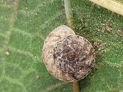 Xerotricha conspurcata