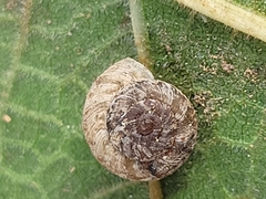 Xerotricha conspurcata