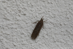 Helcystogramma triannulella