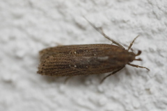 Helcystogramma triannulella