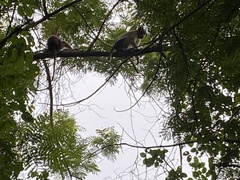 Macaca radiata