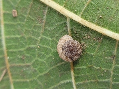 Xerotricha conspurcata