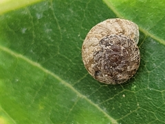 Xerotricha conspurcata