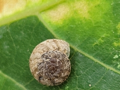 Xerotricha conspurcata