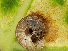 Xerotricha conspurcata